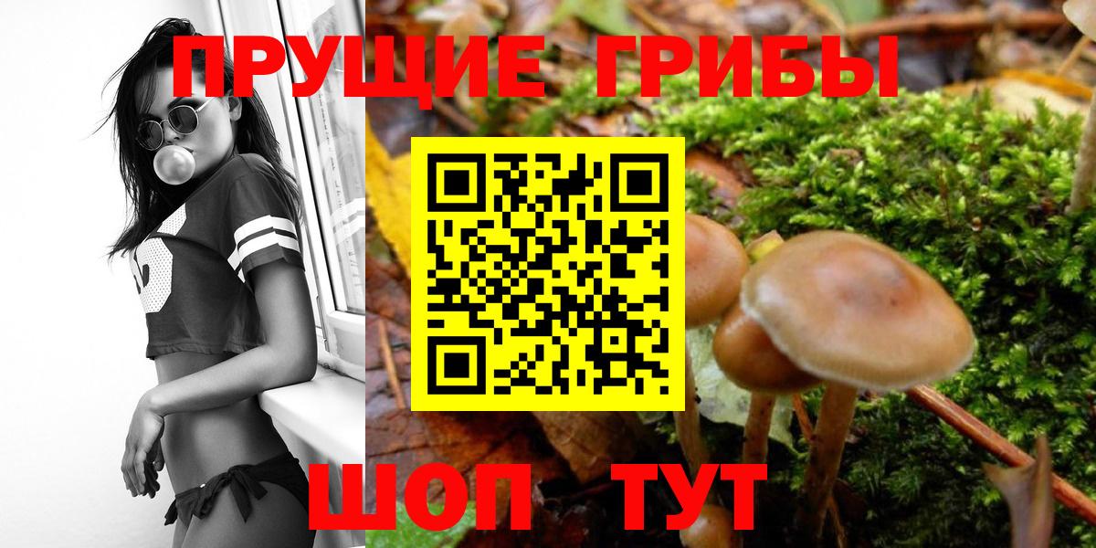 Чебоксары  продажа наркотиков  Вход с VPN  Псилоцибиновые грибы Psilocybe 